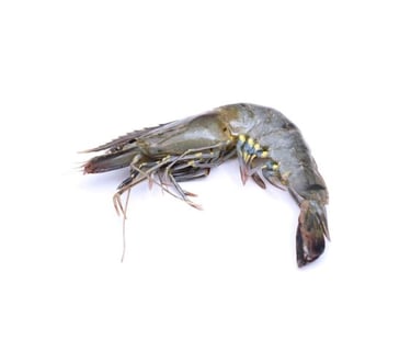 black tiger shrimp hoso - awafood jsc