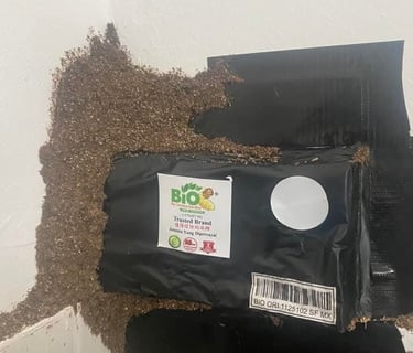 Successful termite colony attraction showing extensive mud tubes covering a Bio Termite baiting stat