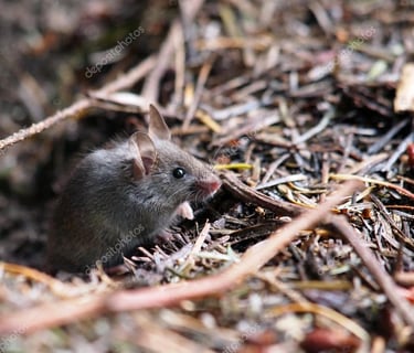 petit rats dans du foin