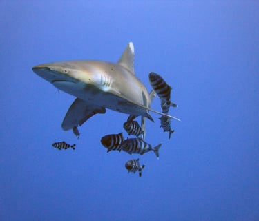 elphinstone-reef-marsa-alam-shark-diving