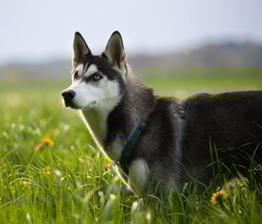 chien dans la nature