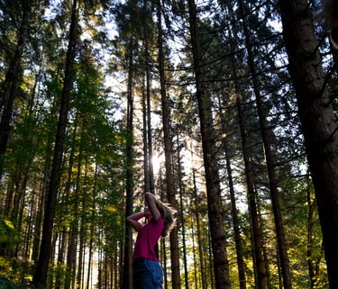randonné en Roumanie foret