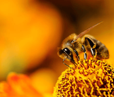 Bankeaz | A pollen-gathering bee waiting to be adopted