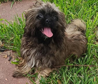 Brown happy smiling Mal-Shi puppy in grass.