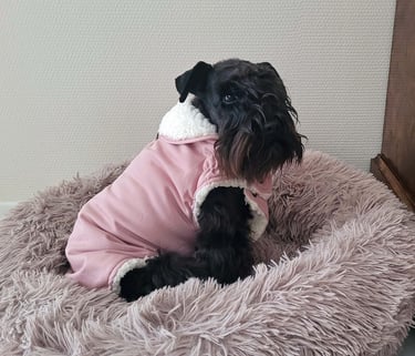 Femelle Schnauzer bien au chaud