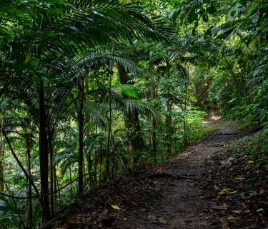 Martinique foret photo