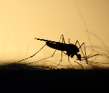 mosquito control company 