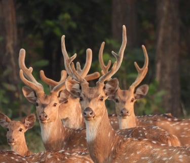 spotted deers in Bardiya