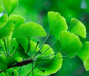 ginkgo biloba
