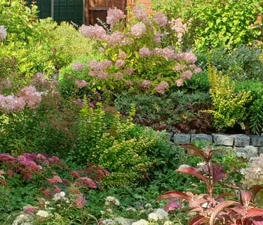 A garden design in Bury, Manchester showing dense planting in shades of pink