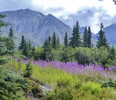 Anchorage, AK - The beauty & pristine wildernesses of Denali National Park