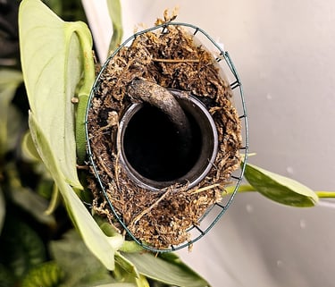 Homemade self watering moss pole