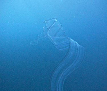 Venus girdle (Cestum veneris)