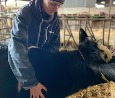 Ostéopathie animale, séance pour une vache