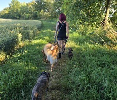 Dogz Erding Gassi-Service