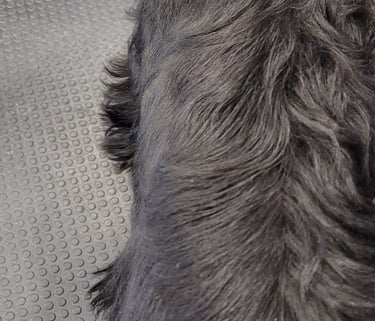 Dos de Schnauzer en cours d'épilation