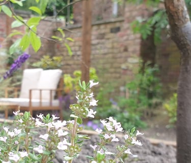 A garden design in Manchester showing thyme flowers and part of a pergola