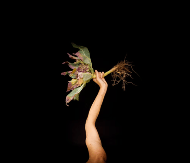 a person holding a flower in their hand