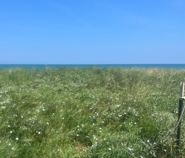 Scenic meadow overlooking Lake Michigan with lush greenery, wildflowers, and a clear blue lake under a bright sky.