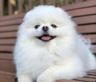 venta cachorro pomerania