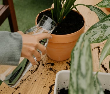 Watering an Aglaonema plant