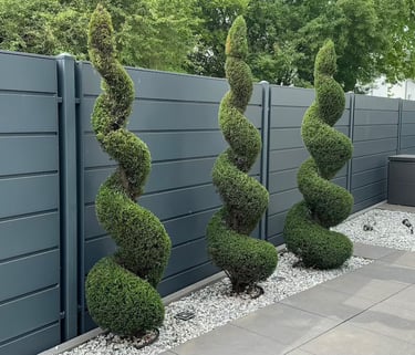 Spiral topiary evergreen trees planted in white gravel along a modern grey privacy fence.