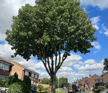 After crown lifting to improve clearance over a street in County Durham.