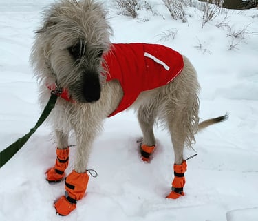 Irish Wolfhound in snow booties and red coat