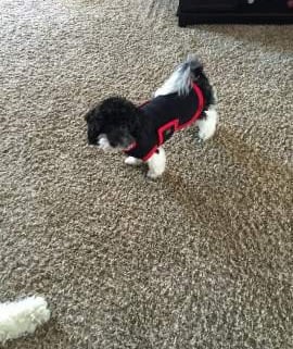 black and white maltipoo wearing a cloth