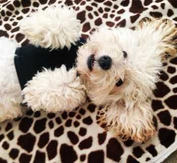 dental-care-for-maltipoo-350x350-1920w