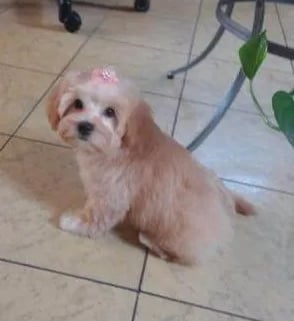 teacup maltipoo stitting