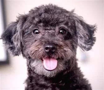 Maltipoo Summer Care