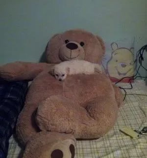 cream maltipoo puppy sleeping on a big teddy bare on a bed