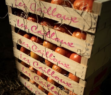 cagettes de tomates