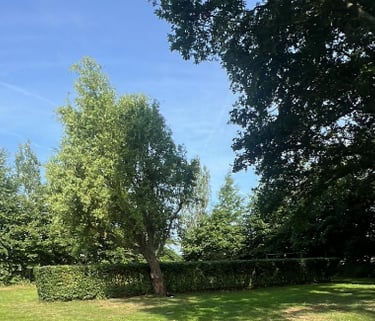 Beukenhaag Tuin Bergen op Zoom