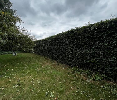 Beukenhaag Tuin Heerle