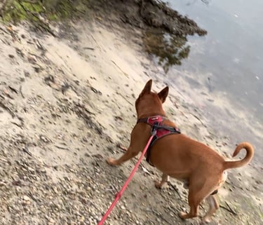 A brown dog wearing a red harness walks along a sandy shoreline on a leash.