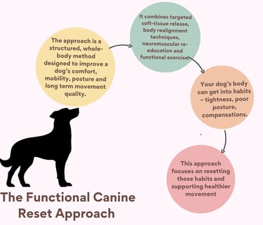 a dog is shown with a plan of the approach i use in canine physiotherapy in cornwall for exercises