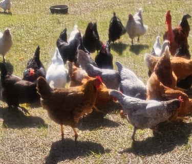 Mixed flock of chickens exploring yard slightly blurry photo