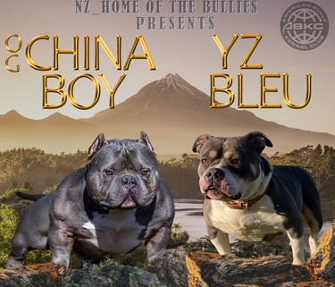 american bully breeding new zealand