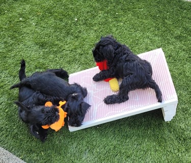 Chiots des Diamants Noirs d'Also