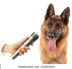 interview éducateur canin woof en seine
