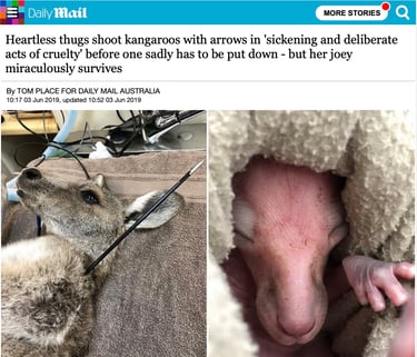 Heartless Thugs Shoot Kangaroos with Arrows