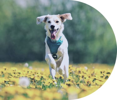 kutya vidáman fut a virágos mezőn