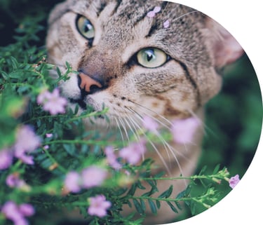 macska a virágok között