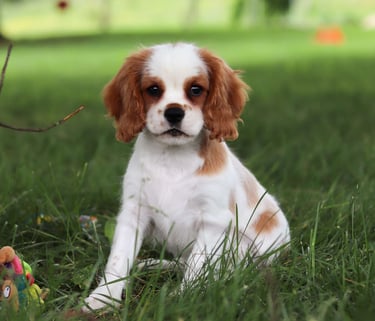 Cavalier King Charles Spaniel Puppies for Sale
