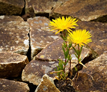 Two bright yellow wildflowers growing between cracks of weathered brown stones in a rock garden.
