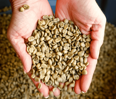 Mãos segurando grãos de café crus e selecionados, origem ética e os benefícios do cafe sustentável