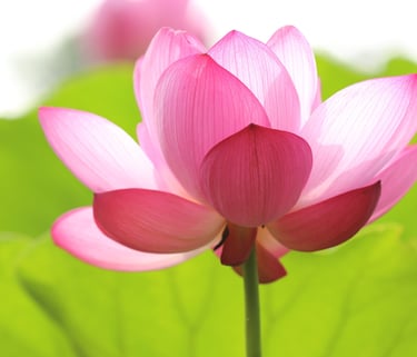 Inspiring pink lotus flower symbolizing faith-based healing and peaceful soul