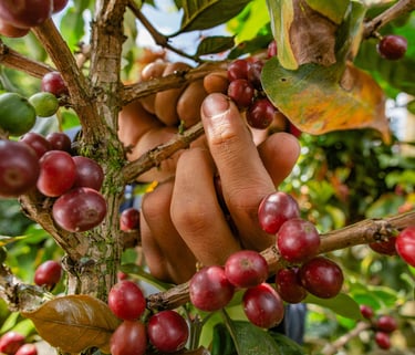 A worker's hand harvesting ripe red coffee cherries from a lush green coffee tree branch.